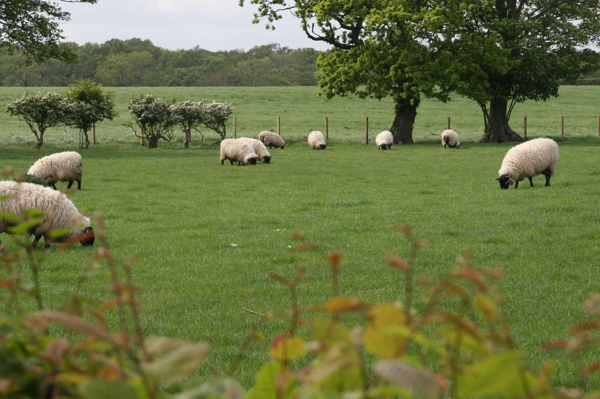 Northumberland Cottage B&B Acklington Eksteriør bilde